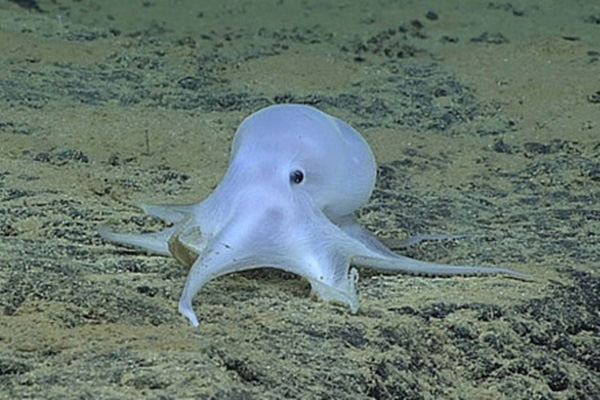Một con vật trông khá dị, giống như bạch tuộc. Nó được phát hiện ở độ sâu 4.000m về phía đông bắc của đảo Necker ở Hawai.