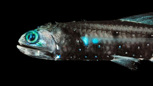 Cá đèn lồng với toàn thân phát sáng nhằm thu hút con mồi tự tìm đến mình.Hình ảnh một loài giáp xác kì lạ dưới đáy biển sâu.