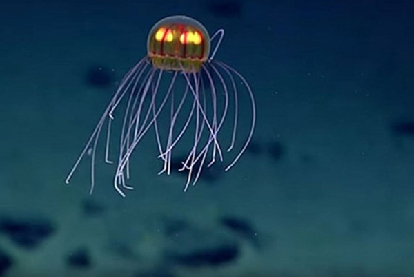 Một con sứa kỳ lạ khác ở độ sâu 3.700m.
