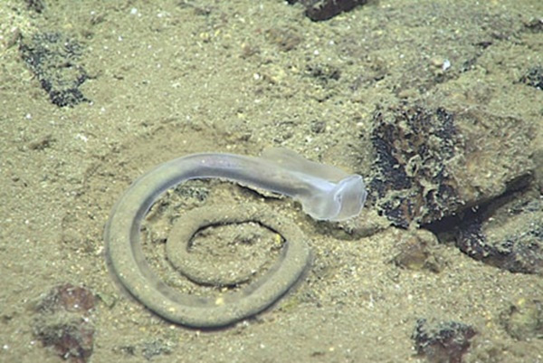 Một loài sâu lạ ở Sirena Canyon - một trong những điểm sâu nhất của rãnh Mariana, ở độ sâu 4.983m.