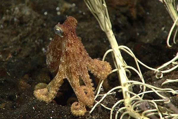 Con bạch tuộc nhỏ xíu ở miệng núi lửa Esmerelda. Có thể thấy kích cỡ nó nhỏ ra sao khi so sánh với cây huệ biển ở cạnh.