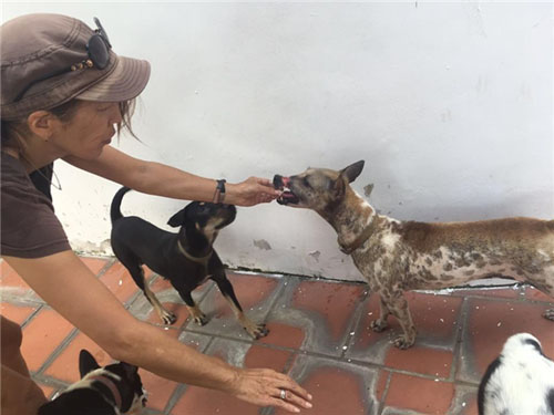 Sáng ngày hôm sau, các bác sĩ đã tiến hành đưa chú chó về trung một trung tâm cứu trợ động vật ở thành phố Hồ Chí Minh để tiếp tục chữa trị.
