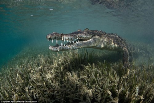 Để có những bức hình ấn tượng cùng cảnh quay độc nhất, hai cha con Stephen Frink và Alexa Frink đã liều mình xuống đầm bơi cùng cá sấu nặng trăm kg.