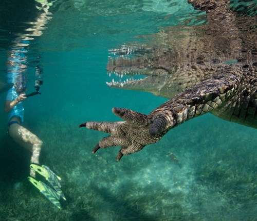 Stephen Frink cho biết: anh muốn khắc họa môi trường sinh sống của các sinh vật ở nơi cá sấu hoạt động. Để làm được điều trên, anh sử dụng ống kính góc rộng để chụp chúng với khoảng cảnh rất gần.