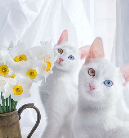 Say đắm trước cặp mèo song sinh có 2 màu mắt đẹp nhất thế giới