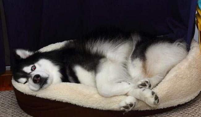 Chó Husky Sibir  Đặc điểm Tính cách  Nguồn gốc  Thú cảnh