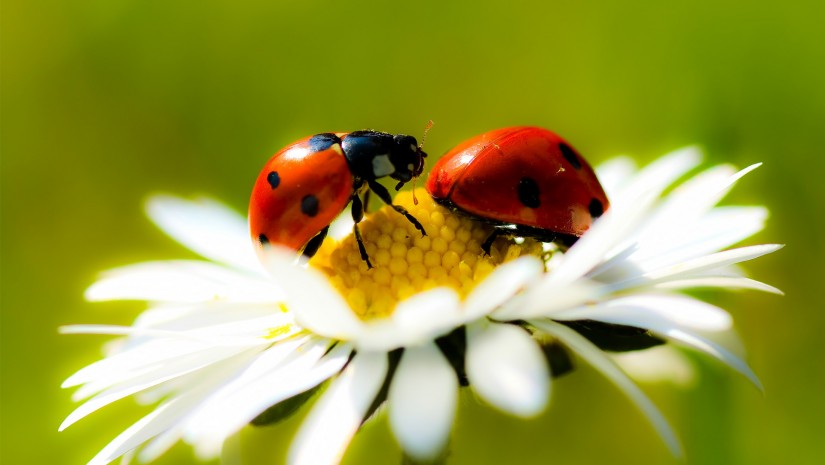 ladybugs-in-daisy-825x465