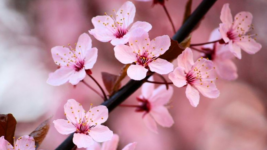 cherry-blossoms