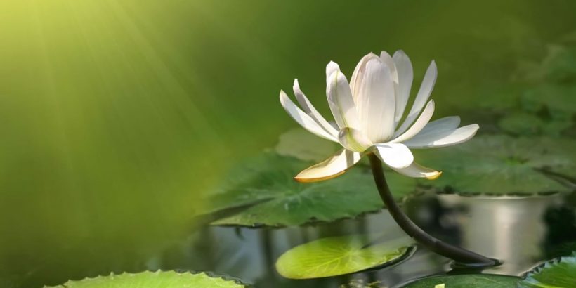 white-lotus-flower-exposed-to-sunlight-wallpaper-1024x576-820x410