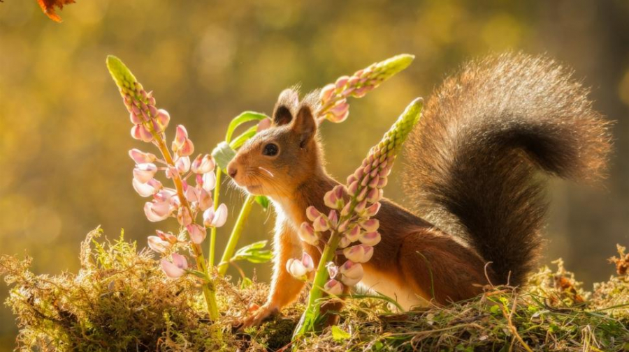 rodent-animal-squirrel-flowers-moss-1080P-wallpaper-middle-size