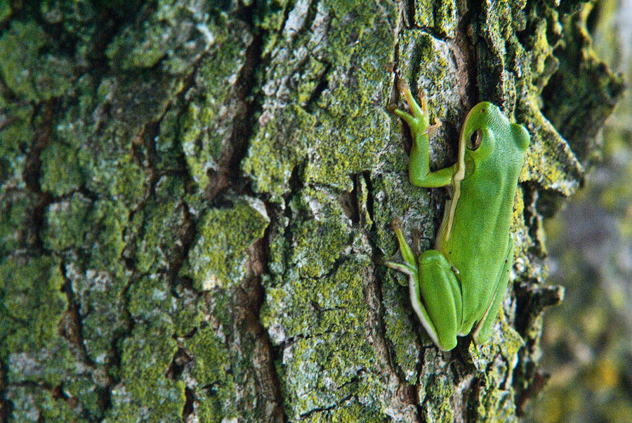 tree-frog-climbing-lichen-covered-tree-douglas-barnett
