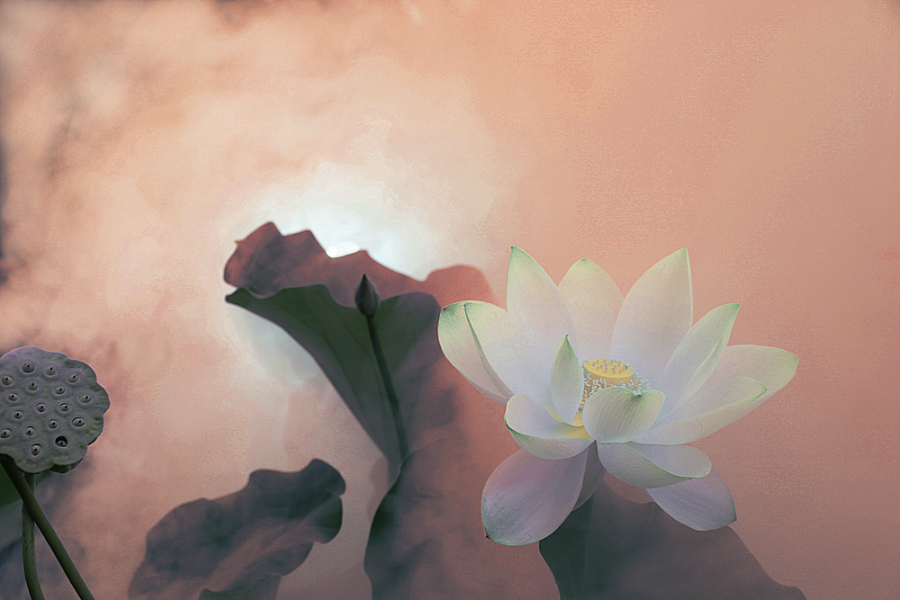 Lotus-53