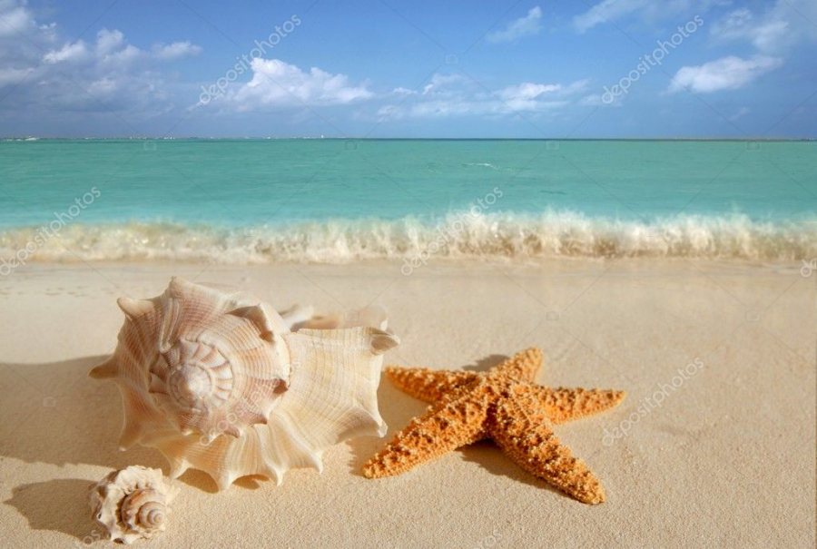 depositphotos_5507332-stockafbeelding-zee-schelpen-starfish-tropische-zand