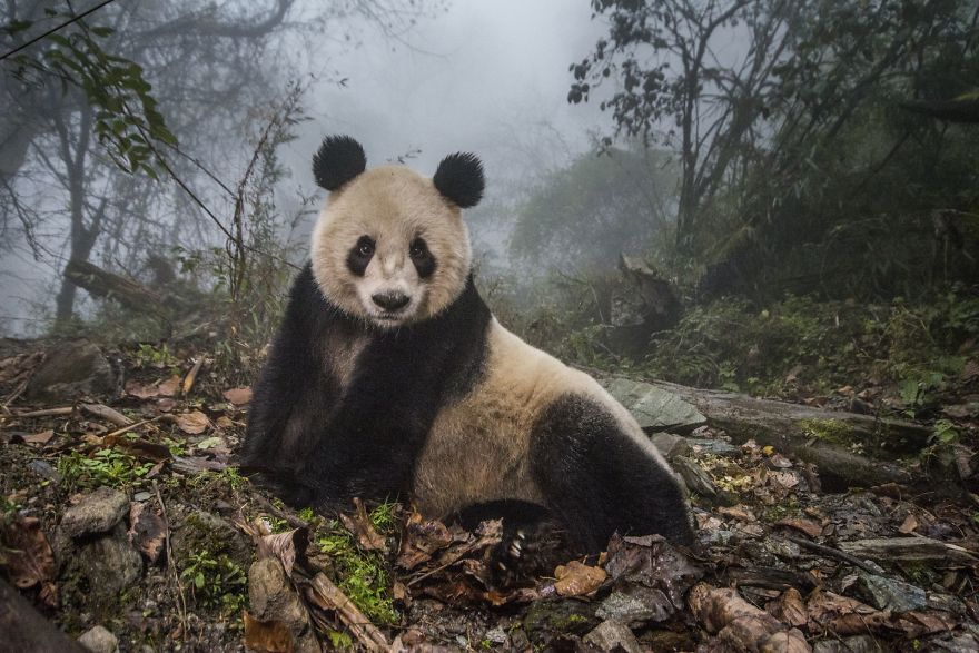 Pandas Gone Wild – Ảnh Ami Vitale (Giải nhì hạng mục Động vật hoang dã)