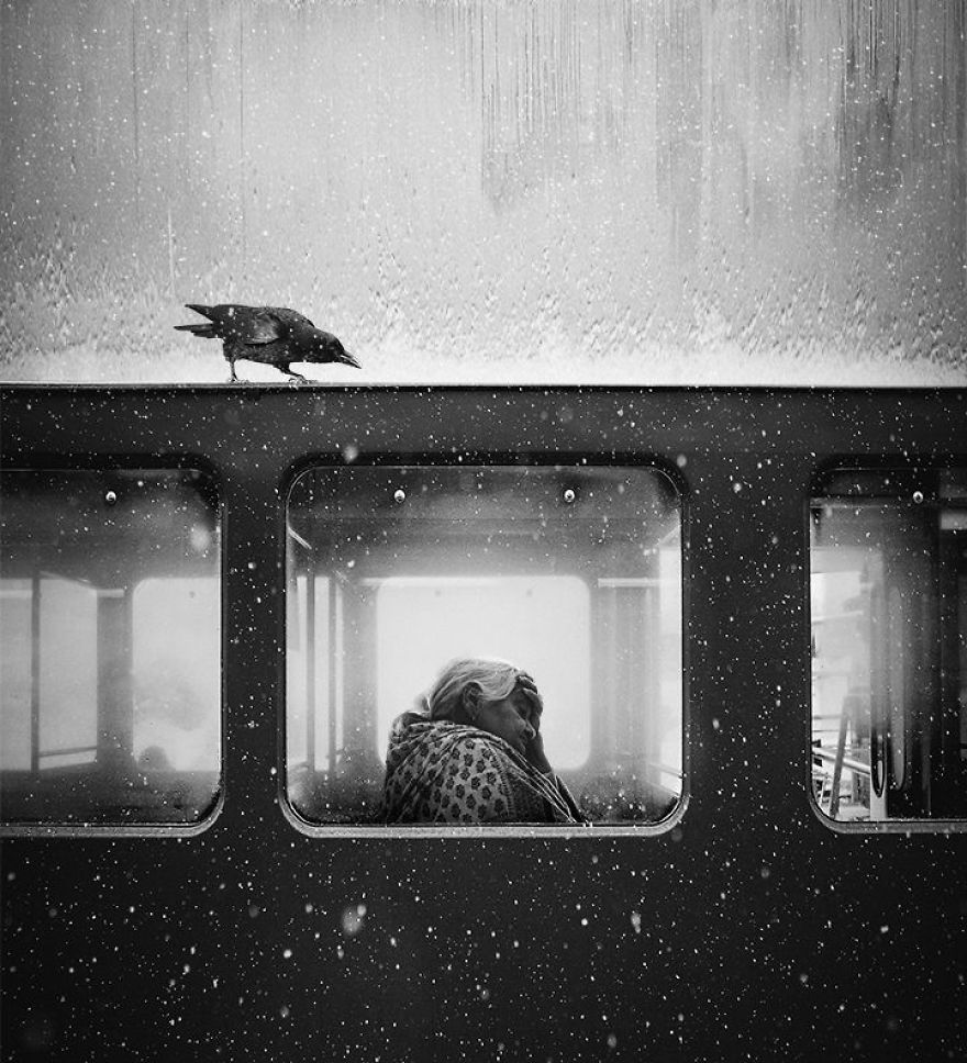 Chú quạ ở Lviv – nhiếp ảnh gia Jack Savage (giải nhất hạng mục Đơn sắc)