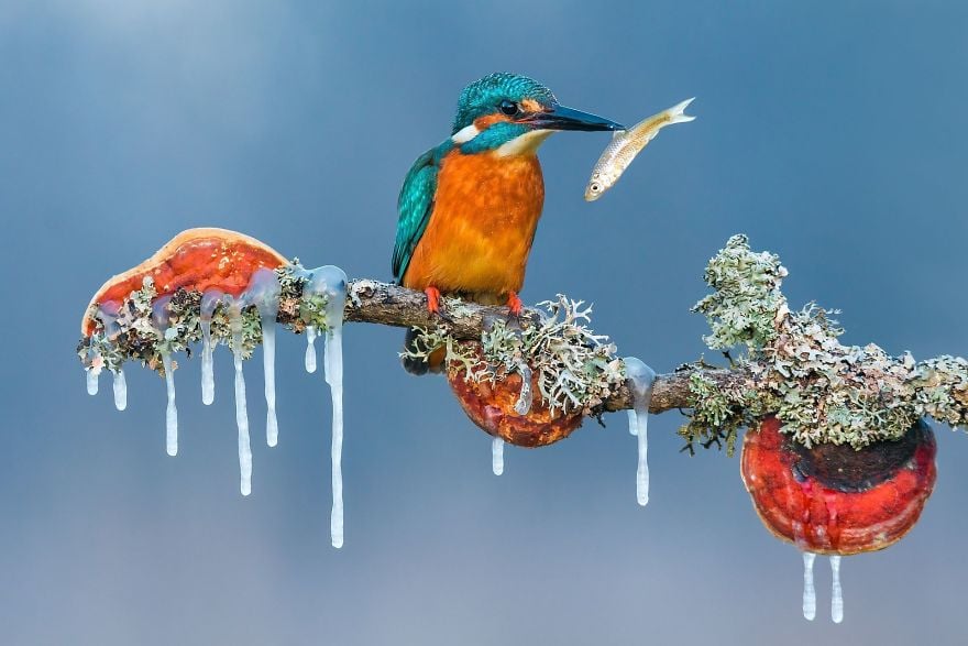  Kingfisher – Ảnh Petar Sabol (giải ấn tượng hạng mục Động vật hoang dã)