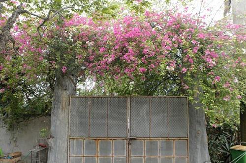 Qua khỏi con đường xanh hàng cây là đến chiếc cổng ngập tràn hoa giấy dẫn vào khu nhà vườn.