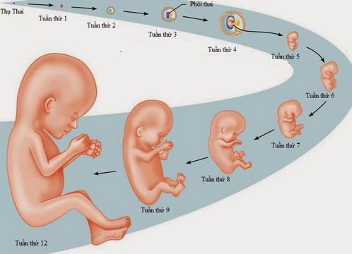Hình ảnh môt phỏng sự phát triển của thai nhi trong bụng mẹ.