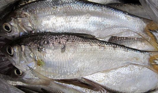 Cá mòi là một nguồn lớn cung cấp DHA. Cá mòi ít có khả năng bị nhiễm thủy ngân so với nhiều loài cá khác và chứa nhiều vitamin D. Trong 100g cá mòi đã có chứa khoảng 70% lượng cholesterol cần hàng ngày cho cơ thể.