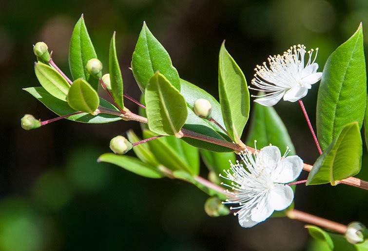 Nhánh myrtle đặc biệt, nhánh cây truyền thống 178 năm chưa đổi của Hoàng gia Anh trong hoa cưới