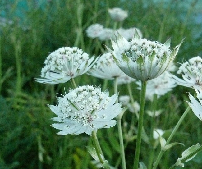 Hoa bản địa astrantia, biểu trương cho sức mạnh và lòng dũng cảm