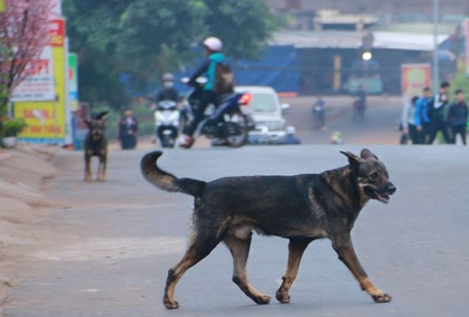 Chó khi ra đường phải đeo rọ mõm để tránh nguy hiểm cho những người xung quanh