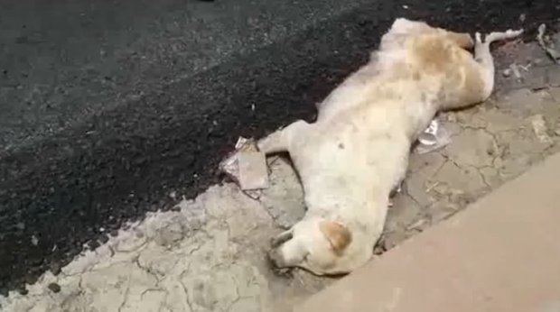 Chú chó bị mắc kẹt cả chân trong lớp nhựa đường nóng chảy và qua đời sau đó