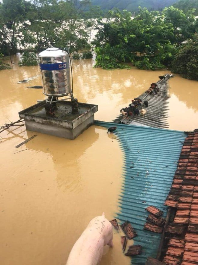 Tại Phú Thọ, vật nuôi được đưa hết lên mái nhà chống lụt