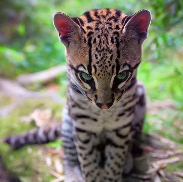 Chú mèo rừng nhỏ nhắn này mang dáng vẻ tuyệt đẹp nhưng vô cùng nguy hiểm!