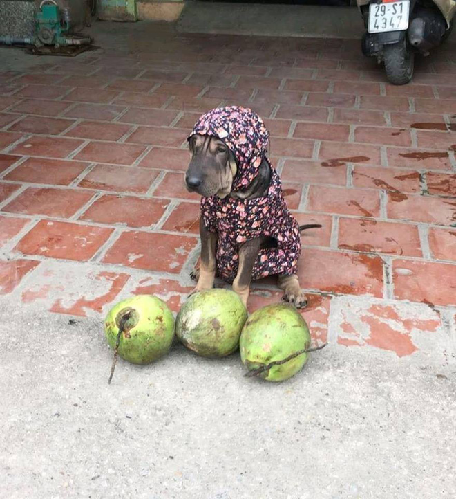Rầu quá, mua quả dừa cho bà đi mấy cháu