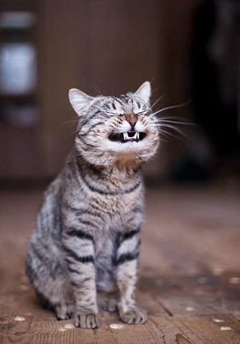 Nụ cười đáng yêu hết cỡ của chú mèo 