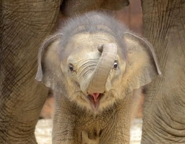 Chú voi con hào hứng trước cuộc sống