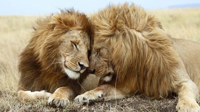Hạnh phúc của cặp đôi sư tử thật đáng ngưỡng mộ!