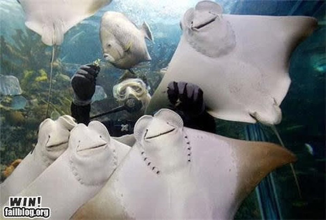 Nụ cười của những chú cá đuối bên cạnh người thợ lặn