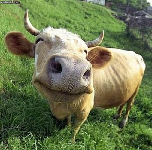 Được ăn no cỏ ngon nên chú bò này cũng không thấy 
