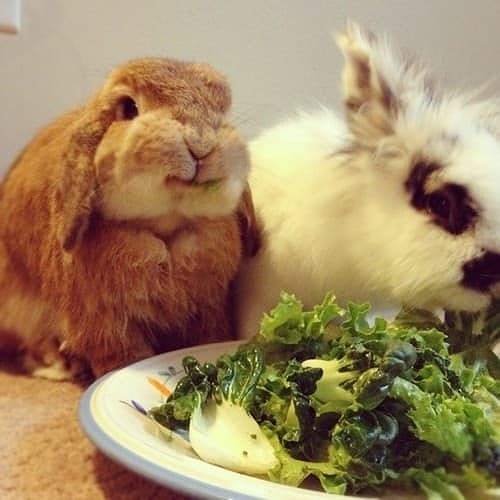  Đĩa rau xanh trước mặt phải ngon lắm nên thỏ ta mới cười mỉm hạnh phúc như vậy đây