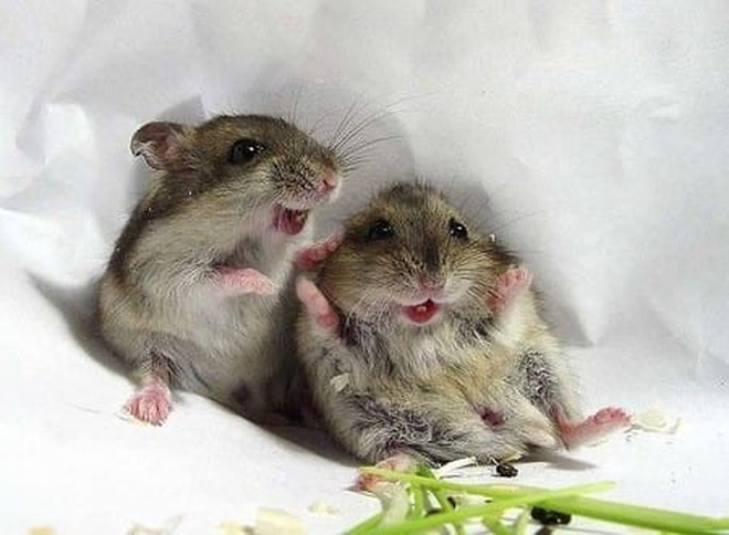 2 chú chuột bé xíu cười đùa với nhau