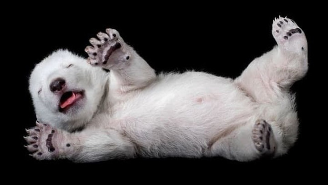 Gấu con ngủ đông thôi sao mà đáng yêu quá chừng!