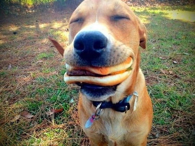 Chiếc bánh hẳn phải ngon lắm nên chú chó này mới cười 