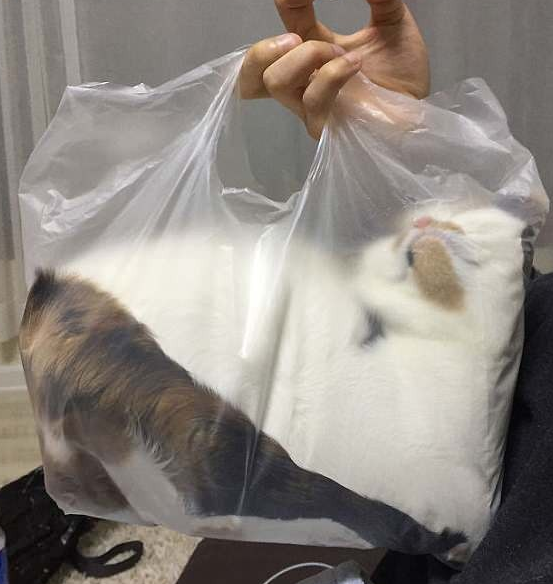 Cat-in-a-bag: Cho hỏi chỗ nào bán đó nhỉ?