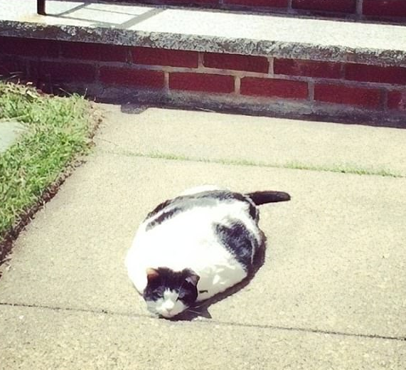 Sao, chưa thấy mèo phơi nắng bao giờ à???
