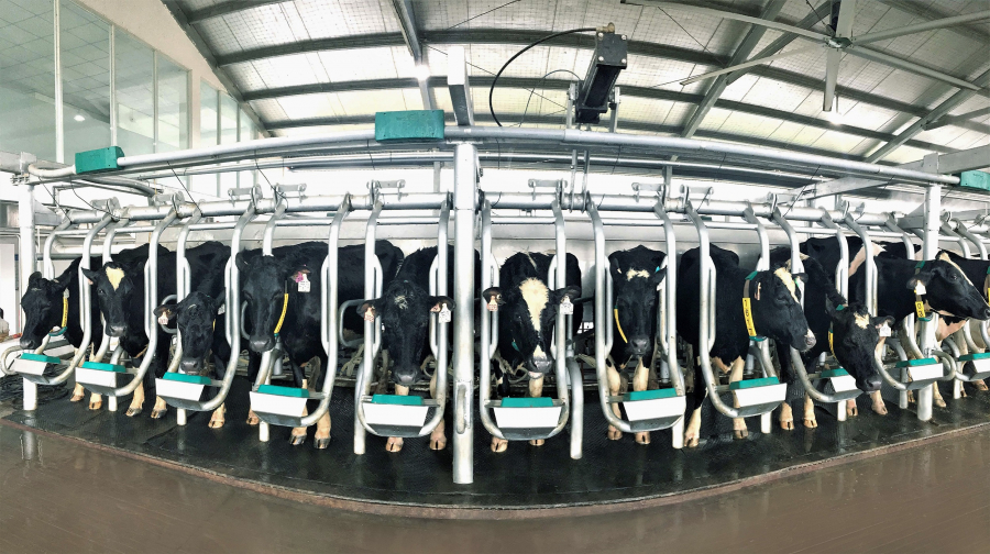 Những cô bò A2 đã sản xuất ra dòng sữa A2 đầu tiên tại Việt Nam