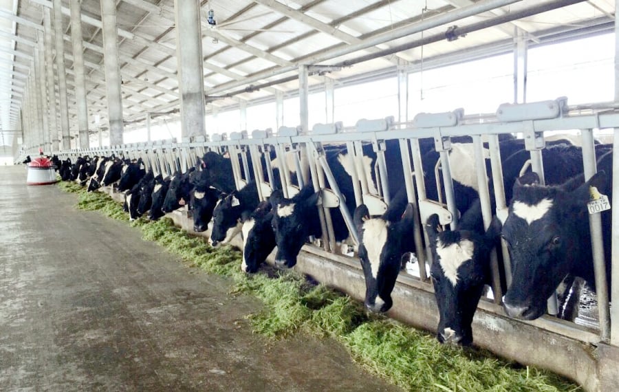 Những cô bò A2 đã sản xuất ra dòng sữa A2 đầu tiên tại Việt Nam