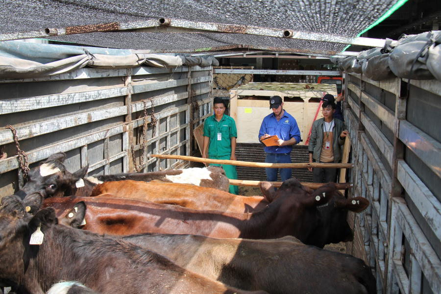 Chuyên gia giám sát từ Úc kiểm tra và hoàn tất các thủ tục giao bò