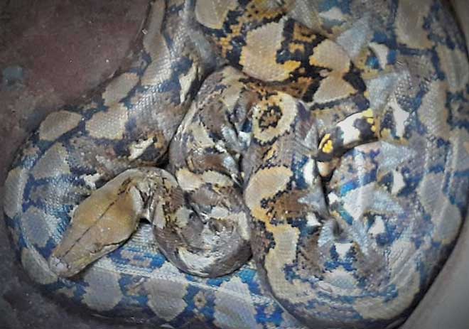 Bat-duoc-con-nua-9-lo-mui-dan-hoang-so-tha-ve-rung-con-nua-1507297348-width660height463