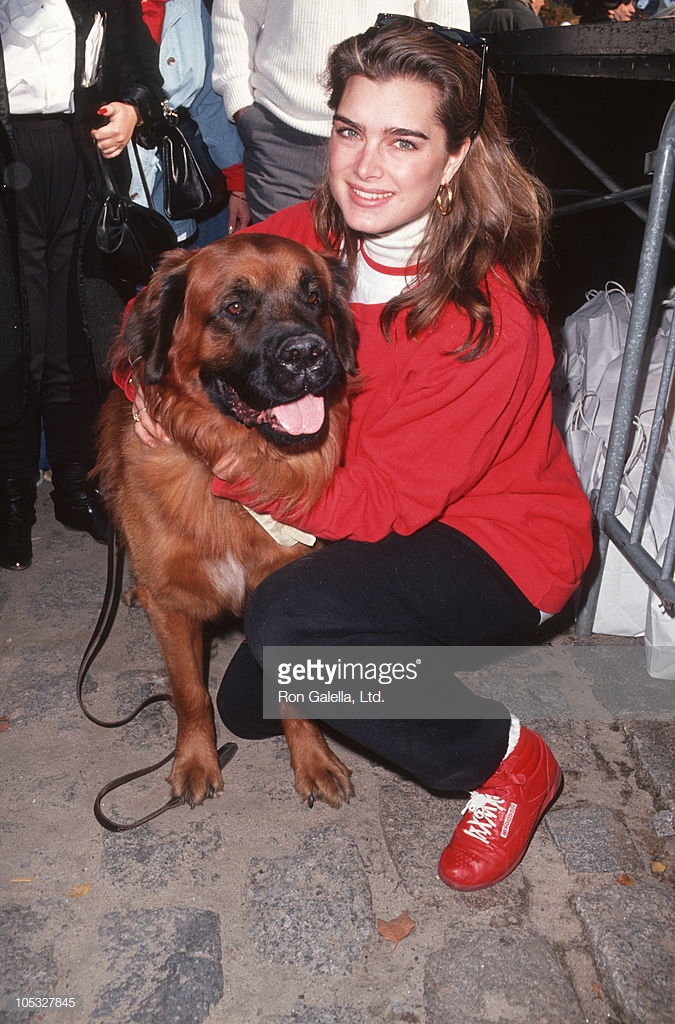 Nữ diễn viên Eo biển xanh Brooke Shields rạng rỡ xuất hiện trên đường phố New York bên chú chó thân yêu của cô. Bức ảnh này đã làm nhiều người ngạc nhiên bởi hình ảnh đơn giản mà thời trang của Brooke Shields với áo len cổ lọ, khoác cardigan, giày thể thao trainer và cặp kính mát gọng to.   