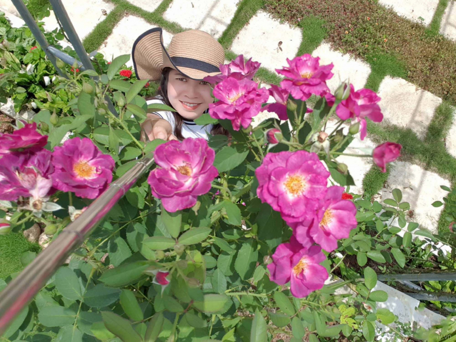 Chị Tuyết Mai yêu thích những cây hồng mình trồng.    