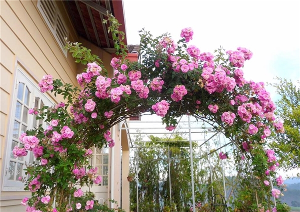 Hoa được trồng khắp nơi, xung quanh hàng rào của căn nhà.    