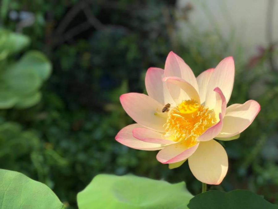 Bông hoa sen đậm chất Việt khoe sắc trong vườn được nam ca sĩ cẩn thận chụp lại lúc sáng sớm.    