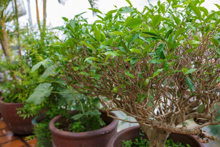Vũ Thu Phương còn trồng thêm một cây chè để lấy lá pha trà uống hàng ngày.    